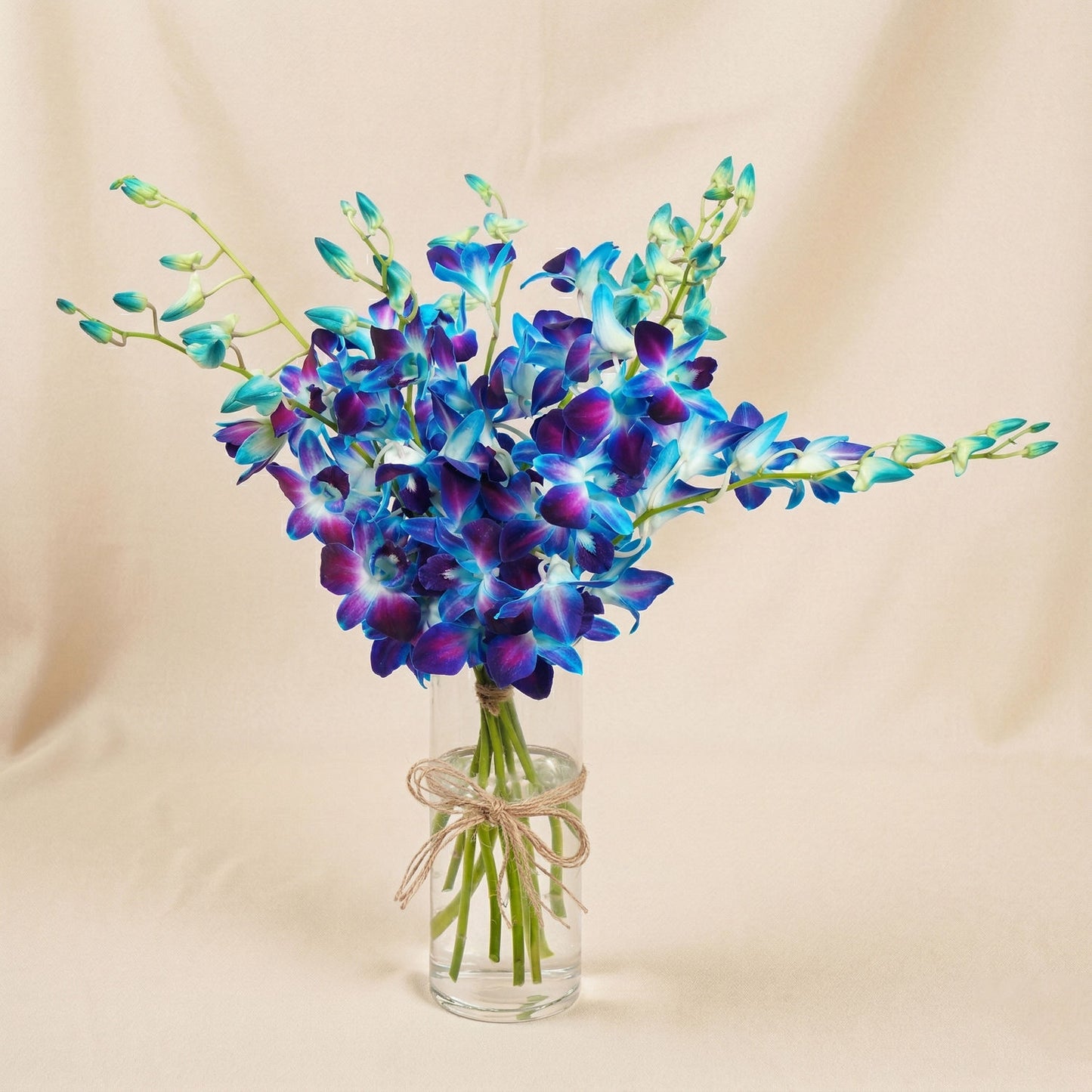 Mesmerizing Blue Orchids