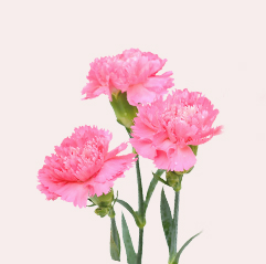 carnation flowers 