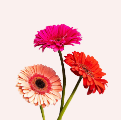 gerbera flower bouquets