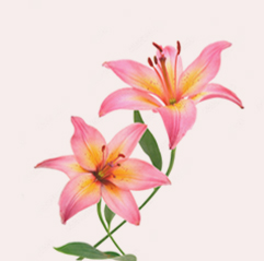  lily flowers online