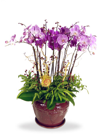 Majestic Orchidee - Phalaenopsis Orchids