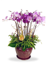 Majestic Orchidee - Phalaenopsis Orchids