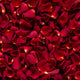 Rose Petals